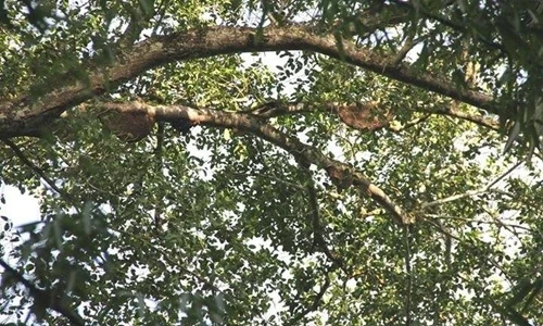 Tận mục nghề săn mật ong rừng “hái ra tiền“