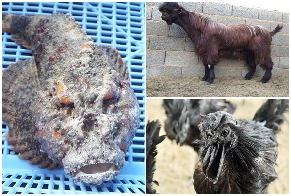 Choáng với mức giá cao ngất ngưởng của những loài “mặt quỷ"