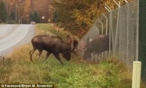 Nai sừng tấm quyết chiến qua hàng rào, giành bạn tình