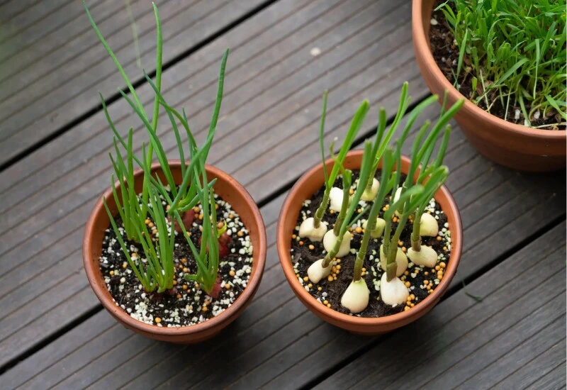 10 loại rau “khắc tinh” của ung thư, thích hợp trồng ban công