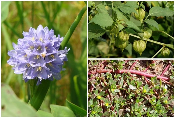 3 loài cây mọc dại cho lợn ăn bỗng hóa “mỏ vàng“