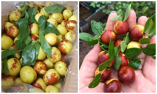 Hồng táo Trung Quốc tràn ngập thị trường Việt