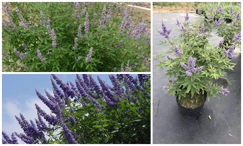 Chị em phát sốt với hoa trinh nữ Địa Trung Hải giá "chát"