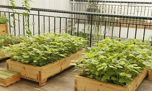 Độc lạ vườn rau khung gỗ trên sân thượng nhà Hà Nội