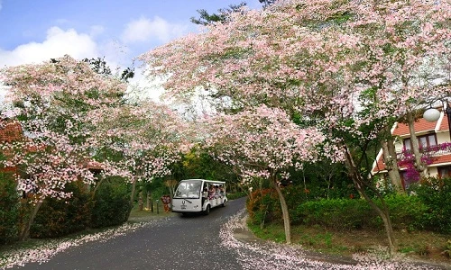 Ngắm cung đường hoa anh đào tuyệt đẹp tại Vũng Tàu