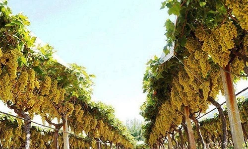 Khó tin những vườn cây sai trĩu quả, “hốt” núi tiền 