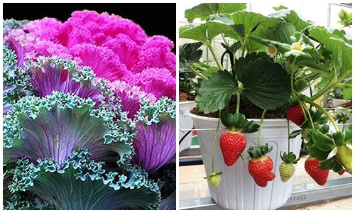 Loạt rau củ được hô biến thành bonsai "kịch độc" chơi Tết