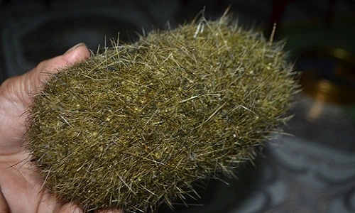 Kinh ngạc loạt cát lợn giá chát được đại gia săn lùng