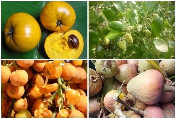 4 loại quả xưa rụng đầy sân thành đặc sản dân phố săn lùng 