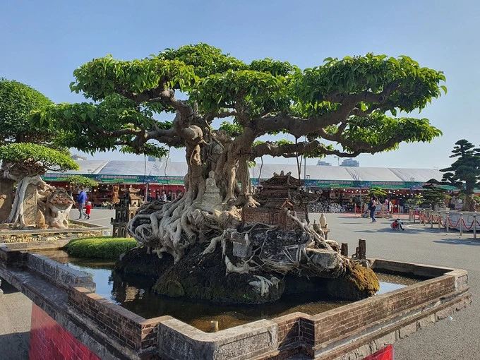 Sanh cổ thụ được trả 250 cây vàng, chủ “kiêu” không chịu bán