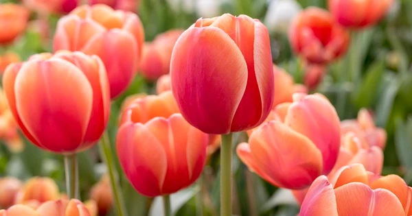 Lộc đến tận nhà: 3 con giáp nỗ lực được đền đáp