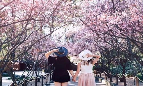 Cận Tết Mậu Tuất, giới trẻ có hẹn với mai anh đào Đà Lạt