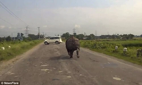 Tê giác điên cuồng tấn công ô tô, loạt tài xế hoảng loạn