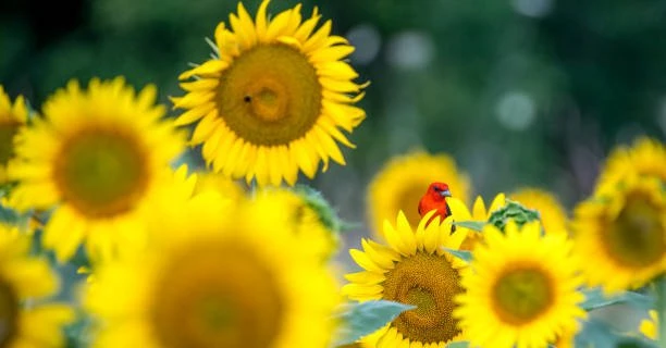 Vận quý nhân 4 con giáp tháng 3 khởi sắc