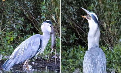 Hãi hùng chim diệc nuốt chửng chuột khổng lồ trong vài giây