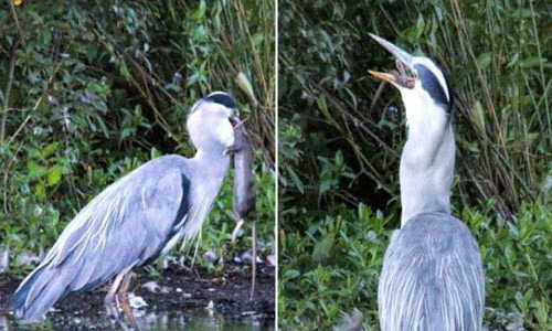 Hãi hùng chim diệc nuốt chửng chuột khổng lồ trong vài giây