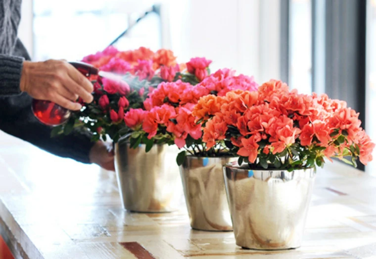 Thú sắm cây cảnh độc hại của “dân chơi” Việt