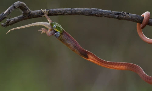 Ảnh động vật tuần: Rắn nuốt chửng tắc kè trong rừng ở Việt Nam