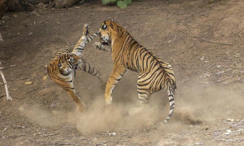 Ảnh động vật tuần: Hổ dữ quyết chiến, cá mập bơi sát...