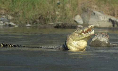Ảnh động vật tuần: Cá sấu đau đớn với "vòng kim cô", cáo ngồi nghĩa trang...