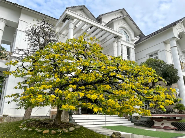 Mục sở thị lão mai trăm tuổi đạt kỷ lục “Độc bản tại Việt Nam”