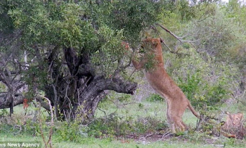 Hài hước cảnh sư tử té ngã khi trèo cây