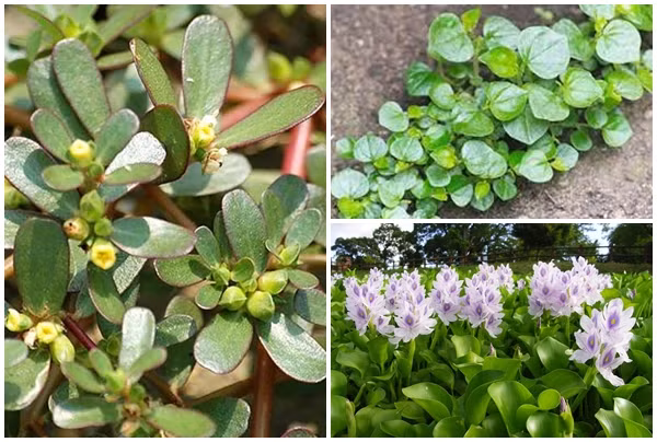 3 rau dại ở Việt Nam thành “thần dược” đắt giá ở nước ngoài