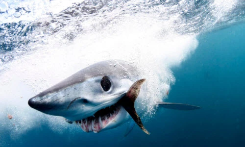 Ảnh động vật: Cá mập khổng lồ săn mồi, dê núi quyết chiến...