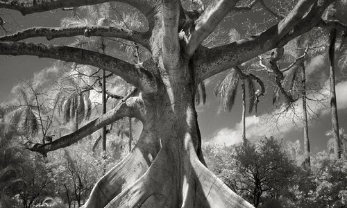 Hình ảnh ma mị về những loài cây già nhất thế giới