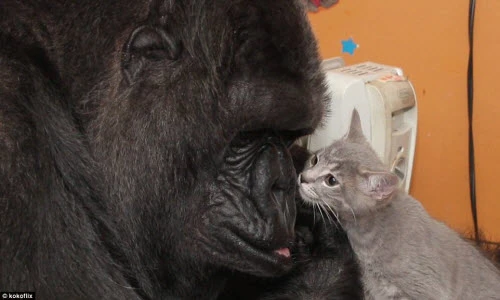 Kinh ngạc khỉ đột đối xử với mèo như mẹ con