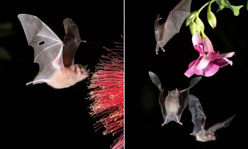 Cận cảnh dơi hút mật hoa trong đêm tối