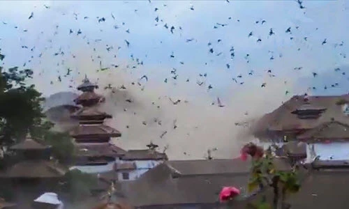 Cảnh chim bay tán loạn vì động đất ở Nepal