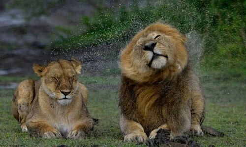 Mê đắm khoảnh khắc sư tử rũ nước tuyệt đẹp