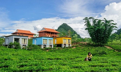Du xuân cao nguyên Mộc Châu: Ngủ container, ngắm hoa rừng