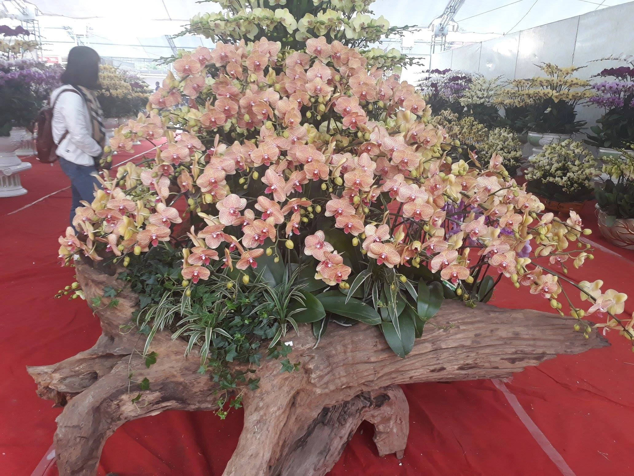 Chậu lan hồ điệp khổng lồ trên gỗ lũa, khách ngắm quên lối về