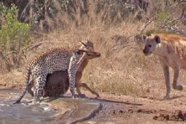 Video: Linh dương đánh lừa cả báo lẫn linh cẩu, tẩu thoát ngoạn mục