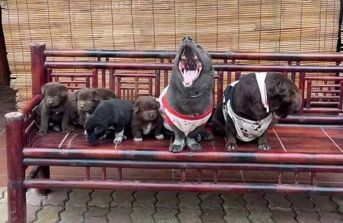 Idol Nguyễn Văn Dúi nổi đình đám đã vợ con đề huề