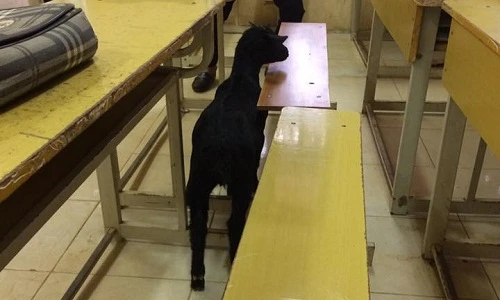 Mang dê đến lớp học, nam sinh khiến giáo viên sốc nặng