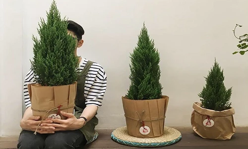 Giới trẻ Việt mua cây Sơn Tùng về "sống ảo" ngày lễ Noel