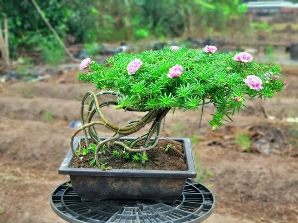 Cây mọc bờ rào lên chậu thành bonsai vài chục triệu đồng