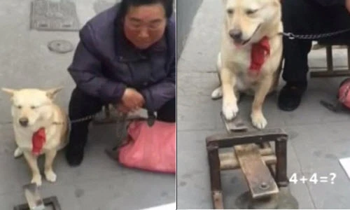 Ngỡ ngàng với chú chó giải Toán như học sinh lớp 1