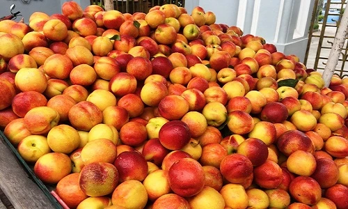 Cách phân biệt đào Trung Quốc đội lốt đào Việt Nam