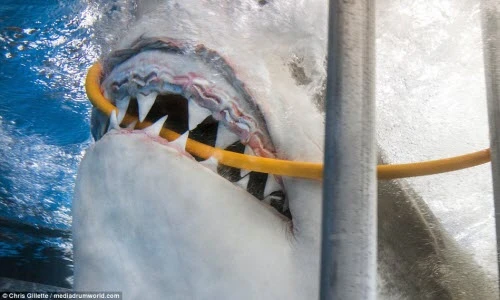 Phút kinh hoàng cá mập cắn đứt dây ống thở của thợ lặn