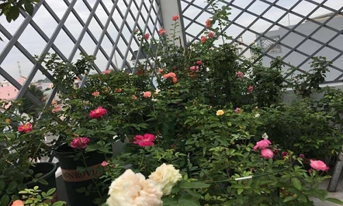 Không thể rời mắt vườn hồng kiều diễm của nữ doanh nhân xinh đẹp