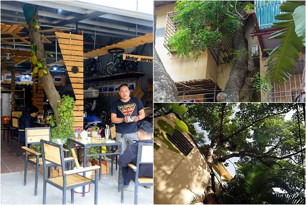 Độc đáo những ngôi nhà cây mọc “xuyên mái” ở Hà Nội