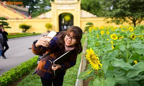 Trời đẹp, giới trẻ rủ nhau đến ngắm hoa hướng dương ở Hoàng thành