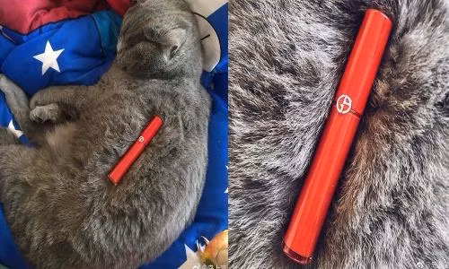 Giới trẻ tận dụng thú cưng bán hàng online kiếm tiền siêu hài hước