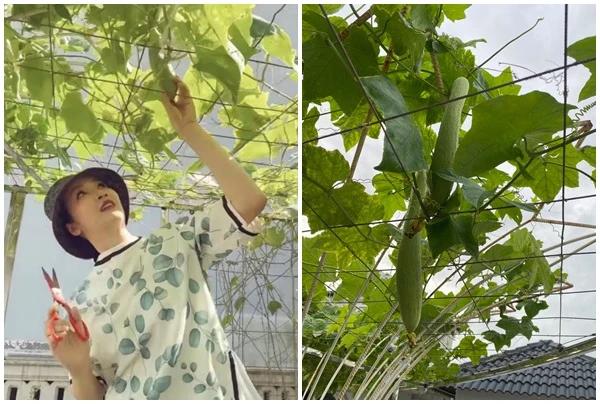 Vườn rau quả sạch, non mơn mởn trong biệt thự của Giáng My