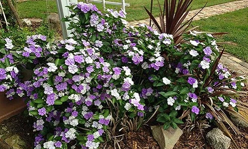 Hoa nhài Nhật khiến chị em phát cuồng có gì đặc biệt?