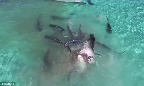 Rùng mình cảnh đàn cá mập xé xác cá voi khổng lồ